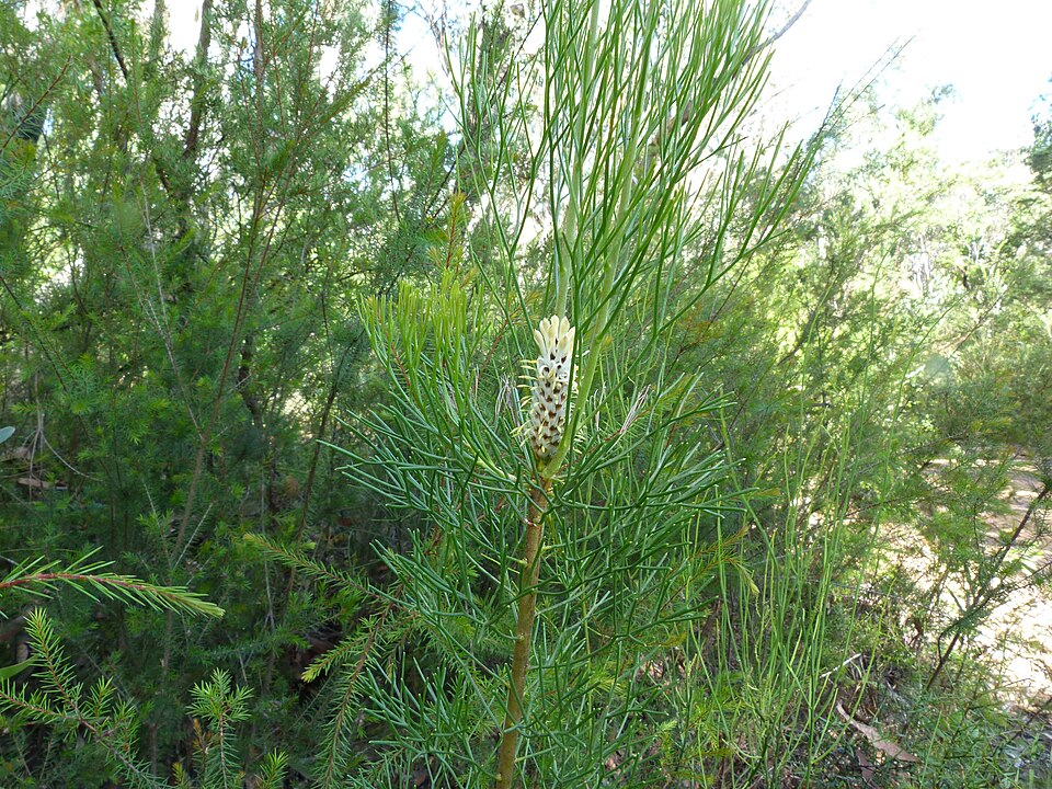 Petrophile pulchella (Conesticks) (alternate view 10)