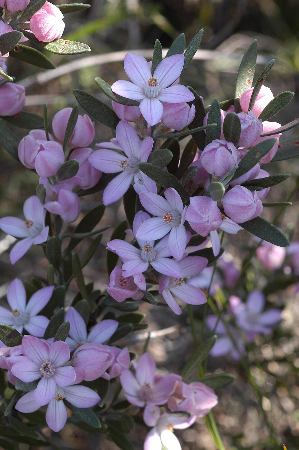Eriostemon australasius (pink wax flower) (alternate view 8)