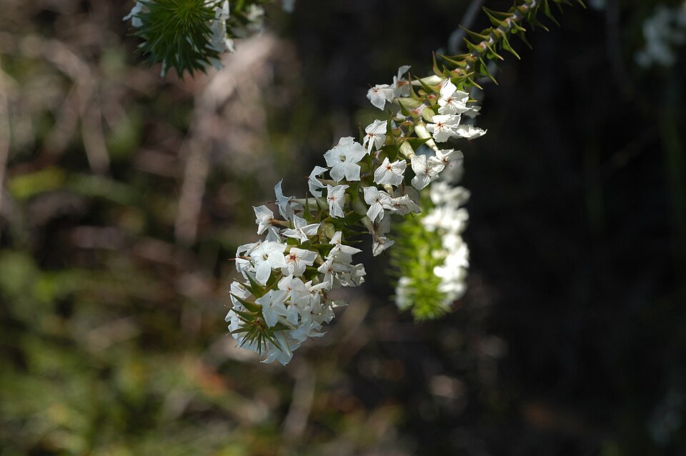 Woollsia pungens (Snow Wreath) (alternate view 7)