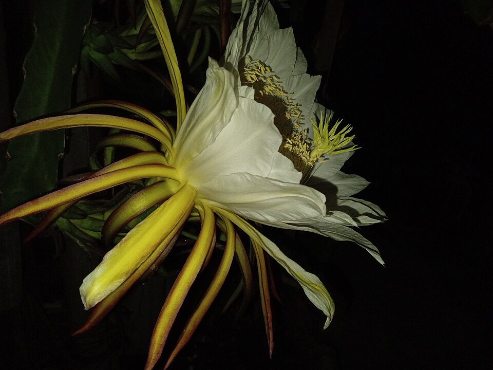 Selenicereus (moonlight cactuses) (alternate view 5)