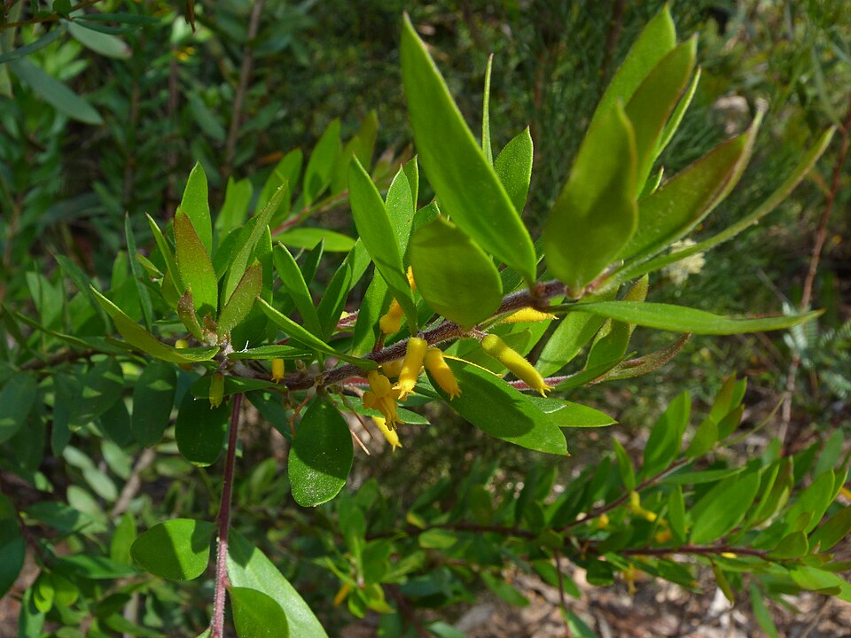 Persoonia levis (Broad-leaf Geebung) (alternate view 8)