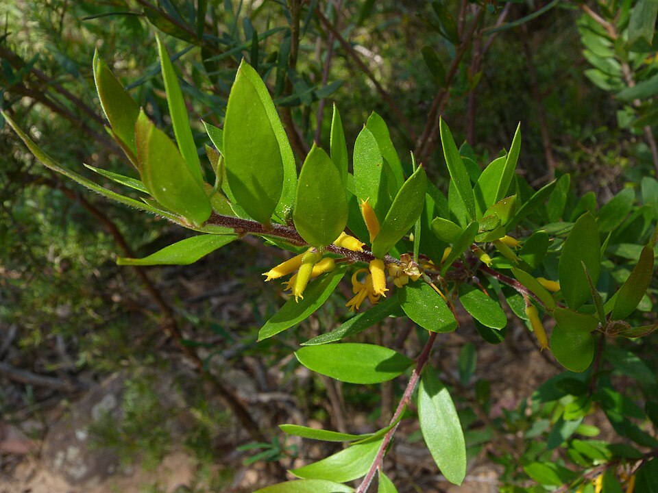 Persoonia levis (Broad-leaf Geebung) (alternate view 9)
