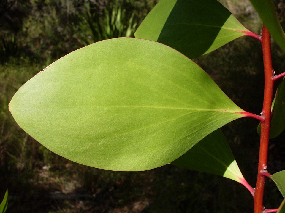 Persoonia levis (Broad-leaf Geebung) (alternate view 10)