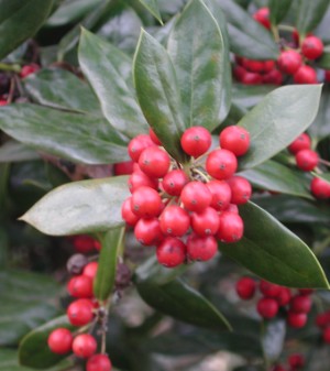 Ilex cassine (dahoon holly)