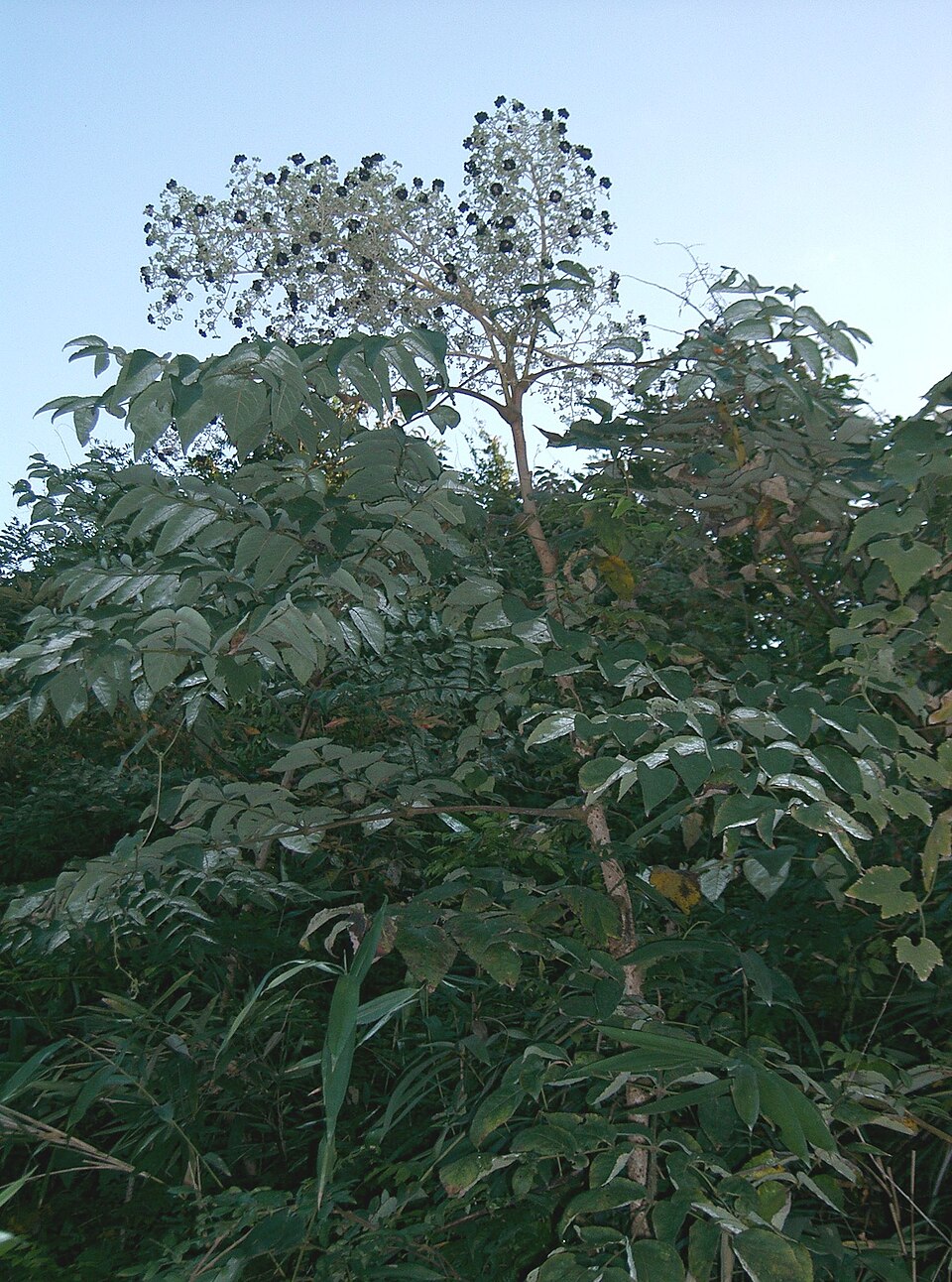 Aralia elata (Japanese angelica tree) (alternate view 9)
