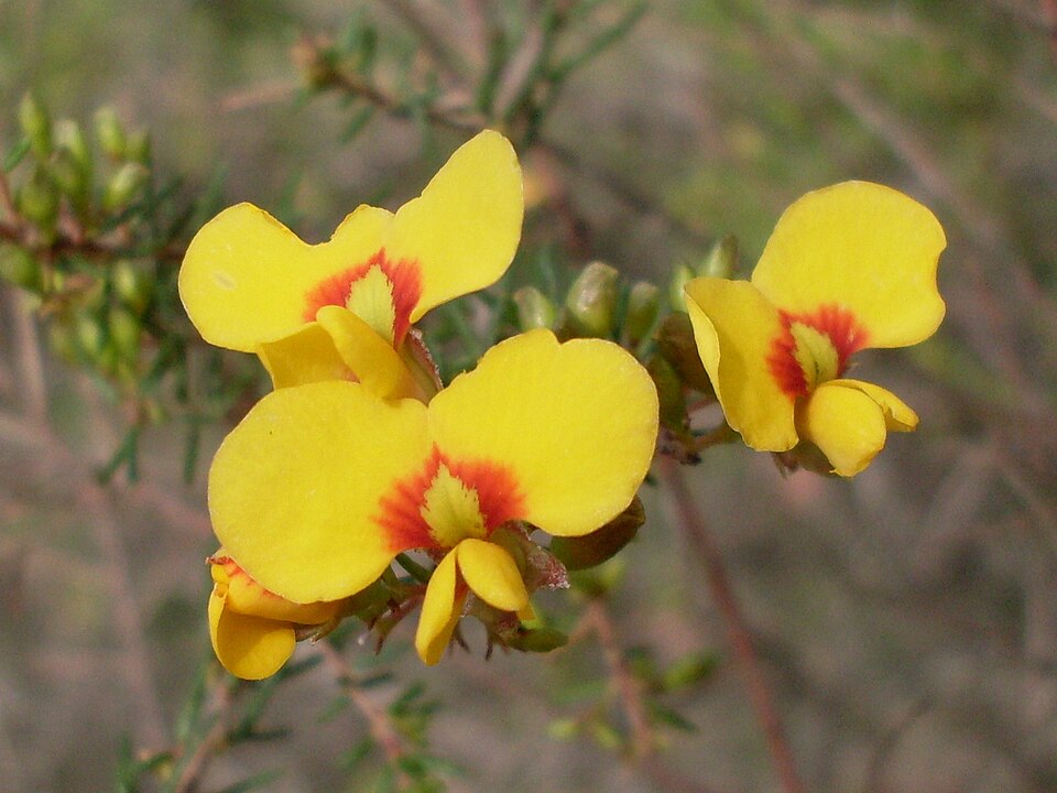 Dillwynia retorta (heathy parrot pea) (alternate view 6)