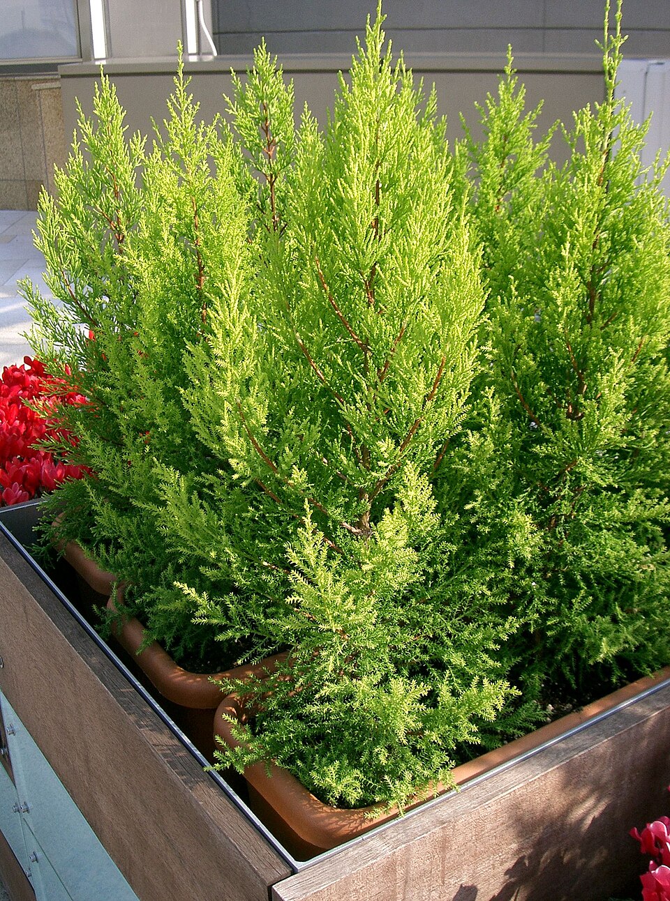 Cupressus macrocarpa 'Goldcrest' (Goldcrest Monterey Cypress)