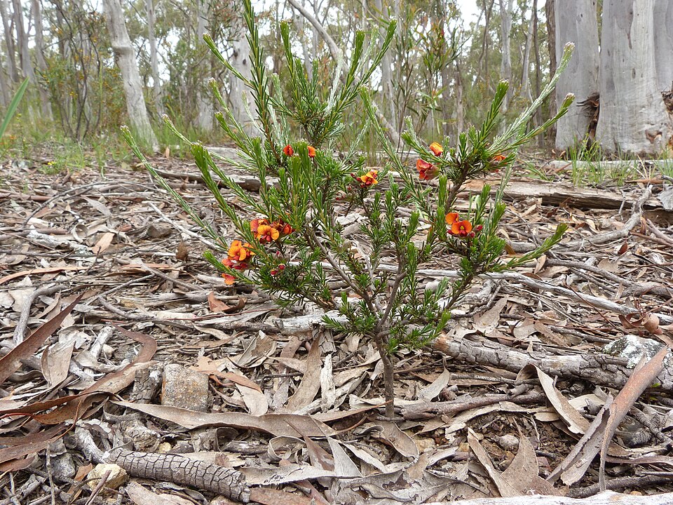 Dillwynia sericea (showy parrot-pea)