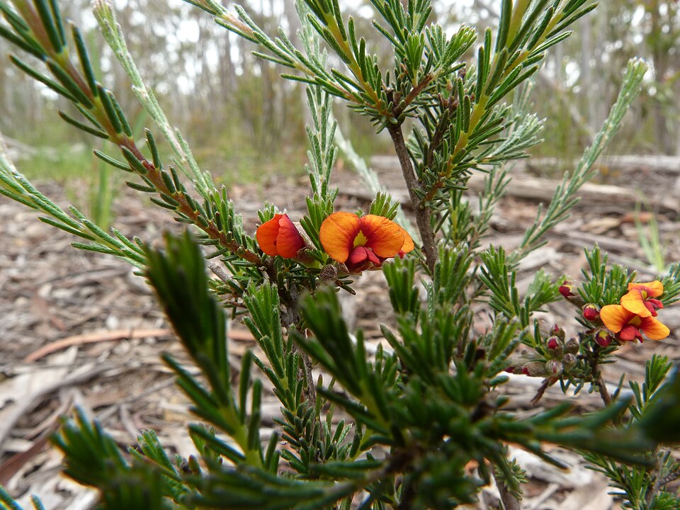 Dillwynia sericea (showy parrot-pea) (alternate view 2)