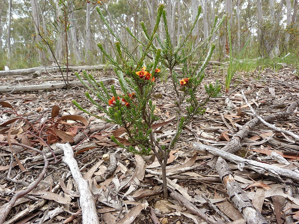 Dillwynia sericea (showy parrot-pea) (alternate view 3)