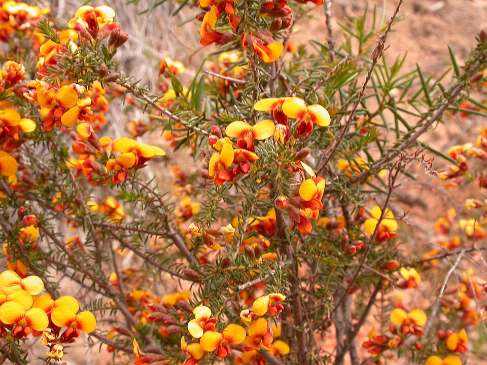 Dillwynia sericea (showy parrot-pea) (alternate view 4)
