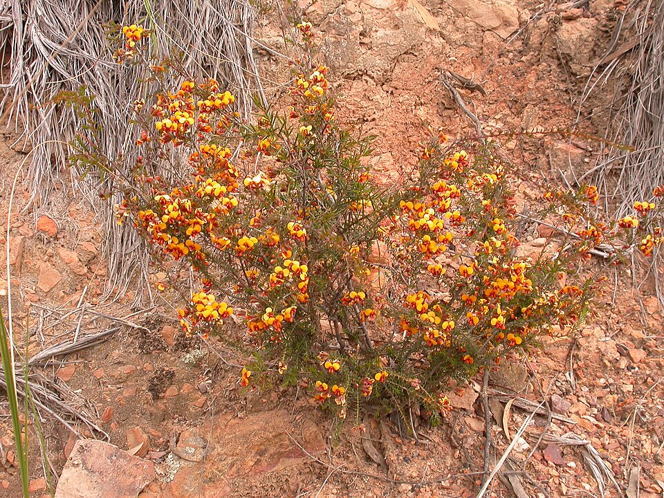 Dillwynia sericea (showy parrot-pea) (alternate view 5)