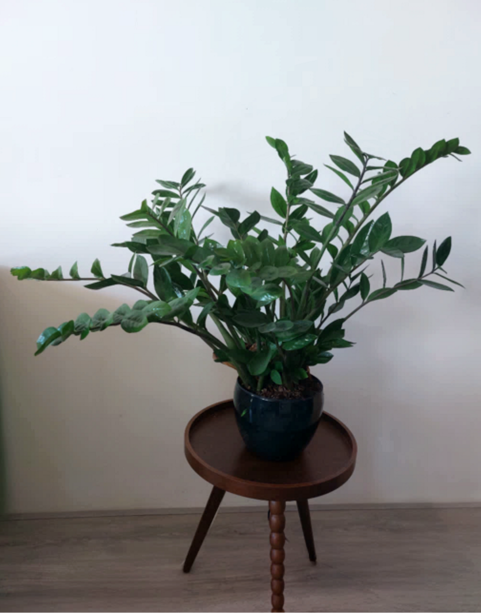 Zamioculcas (alternate view 4)