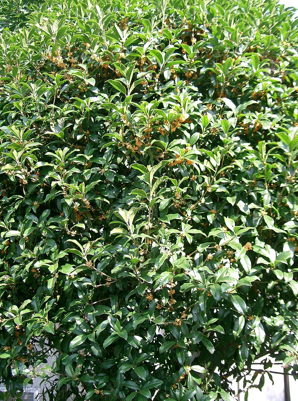 Osmanthus fragrans var. aurantiacus (Orange-Flowered Tea Olive) (alternate view 5)