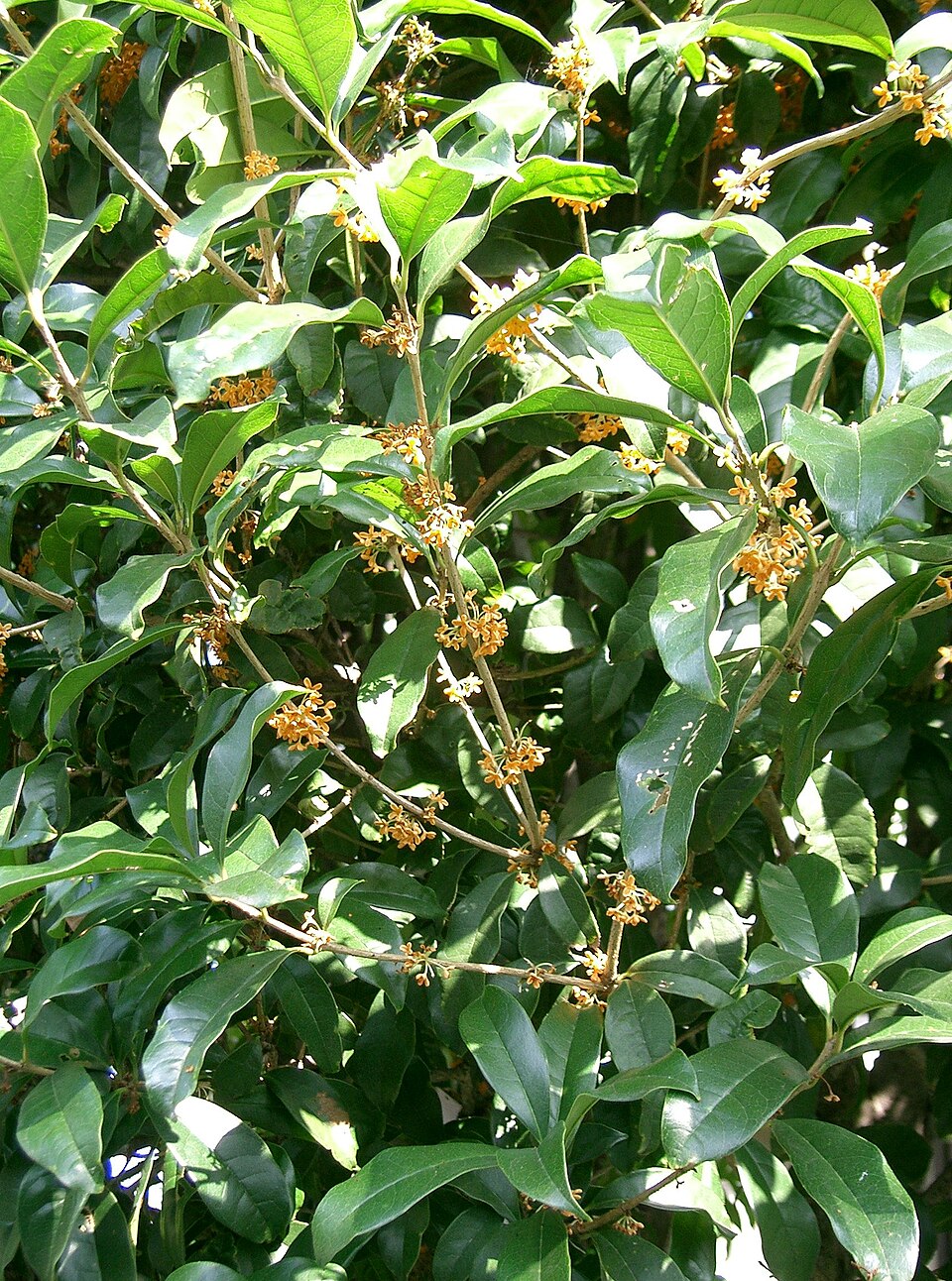 Osmanthus fragrans var. aurantiacus (Orange-Flowered Tea Olive) (alternate view 6)