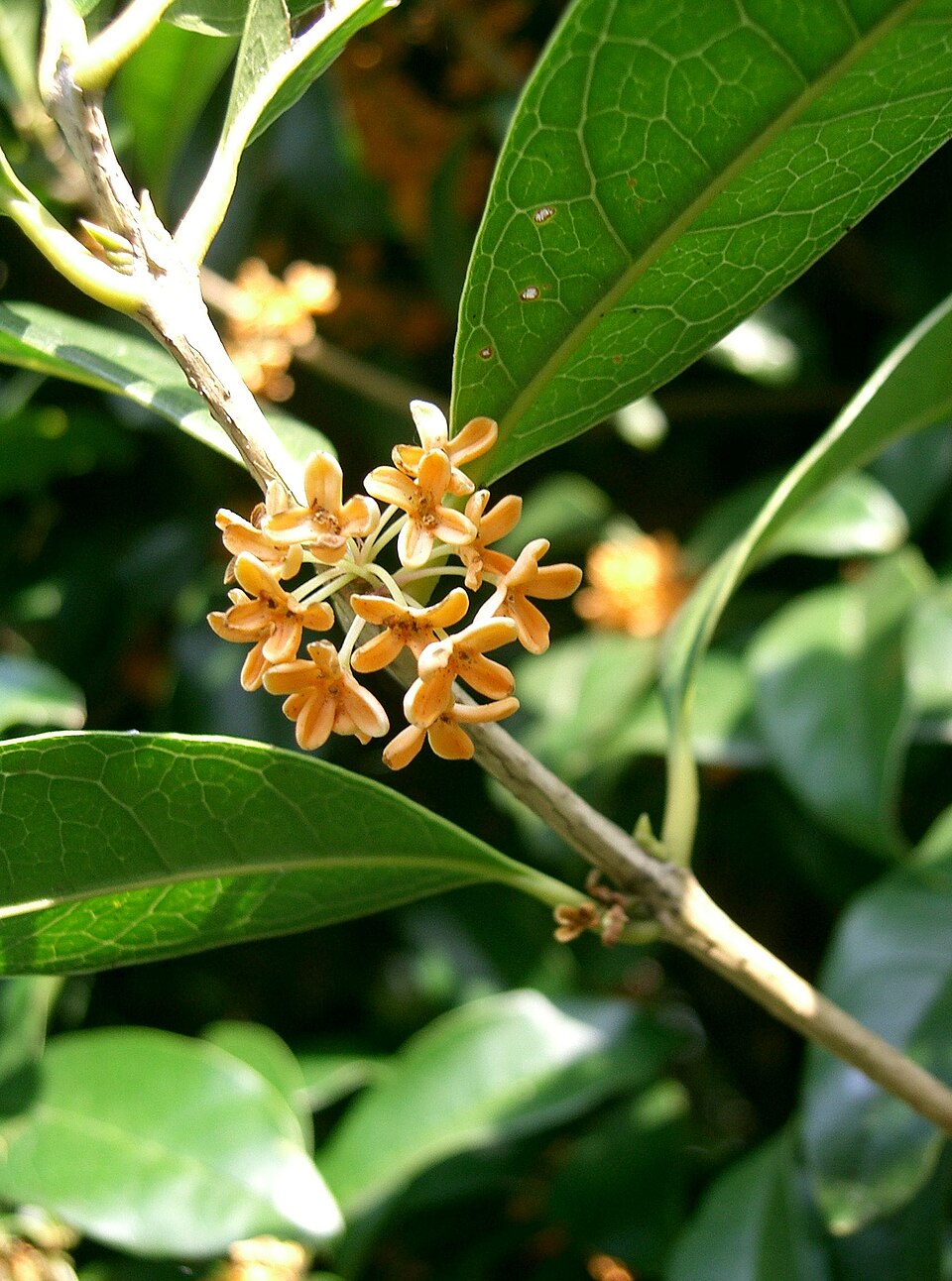Osmanthus fragrans (Sweet Osmanthus) (alternate view 5)
