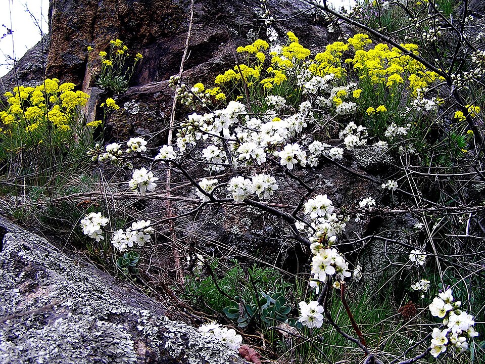 Prunus spinosa (Blackthorn)