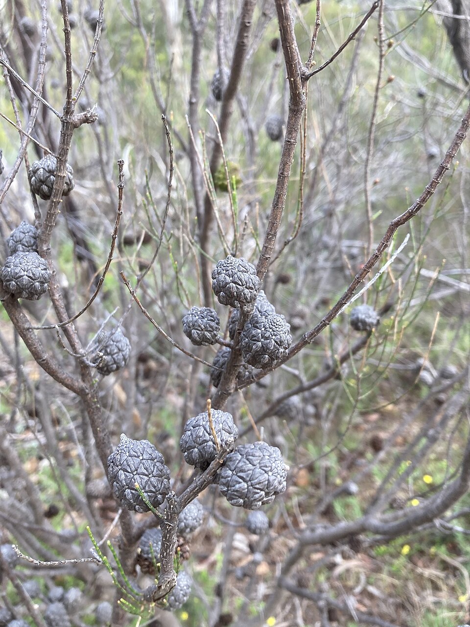Allocasuarina muelleriana (slaty sheoak)