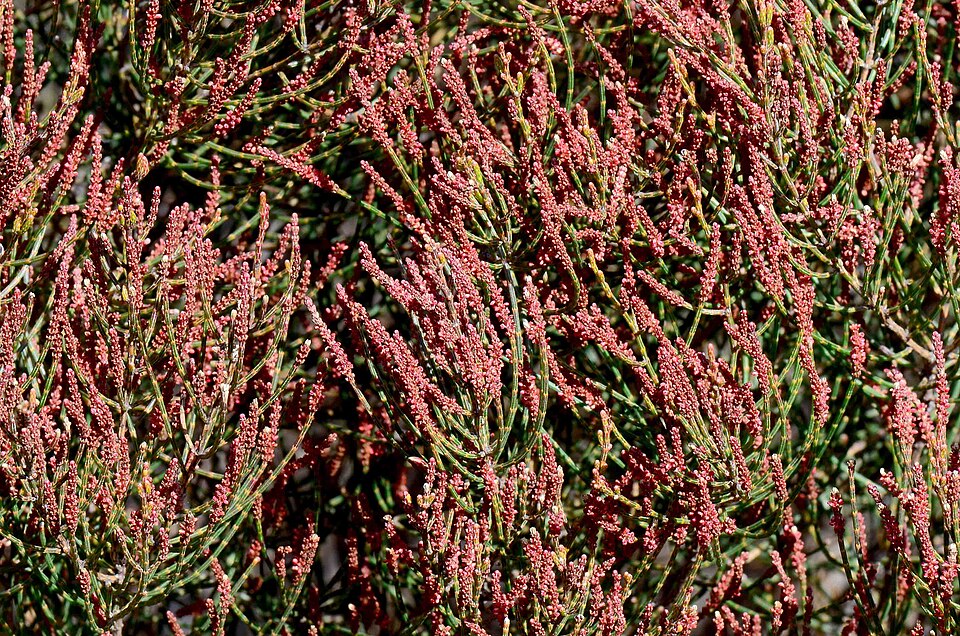 Allocasuarina muelleriana (slaty sheoak) (alternate view 2)