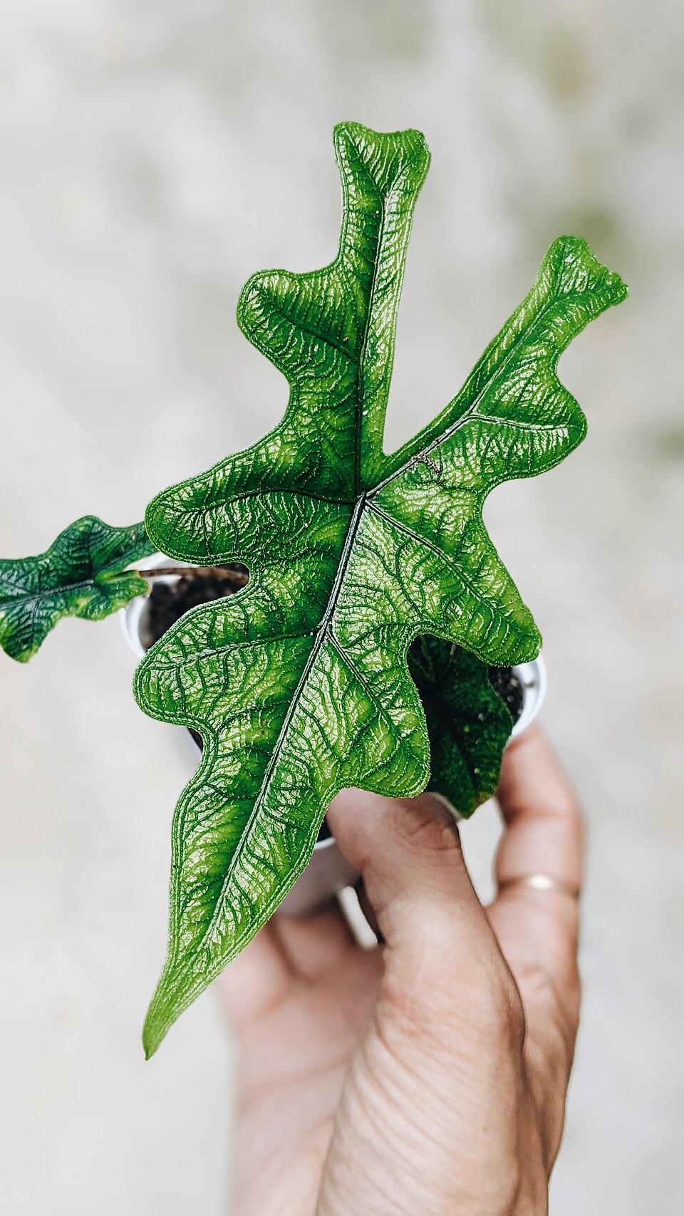 Alocasia (elephant's-ears) (alternate view 3)