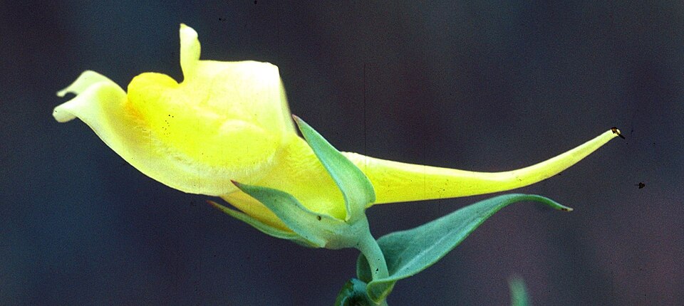 Linaria dalmatica (Balkan toadflax) (alternate view 7)