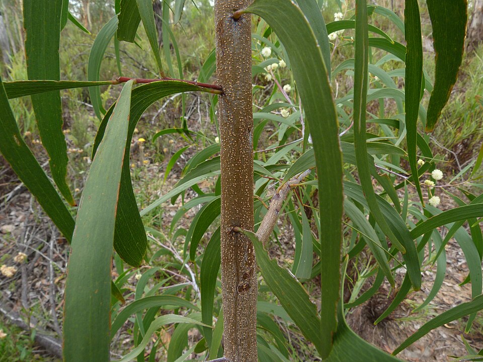 Acacia implexa (Lightwood) (alternate view 7)
