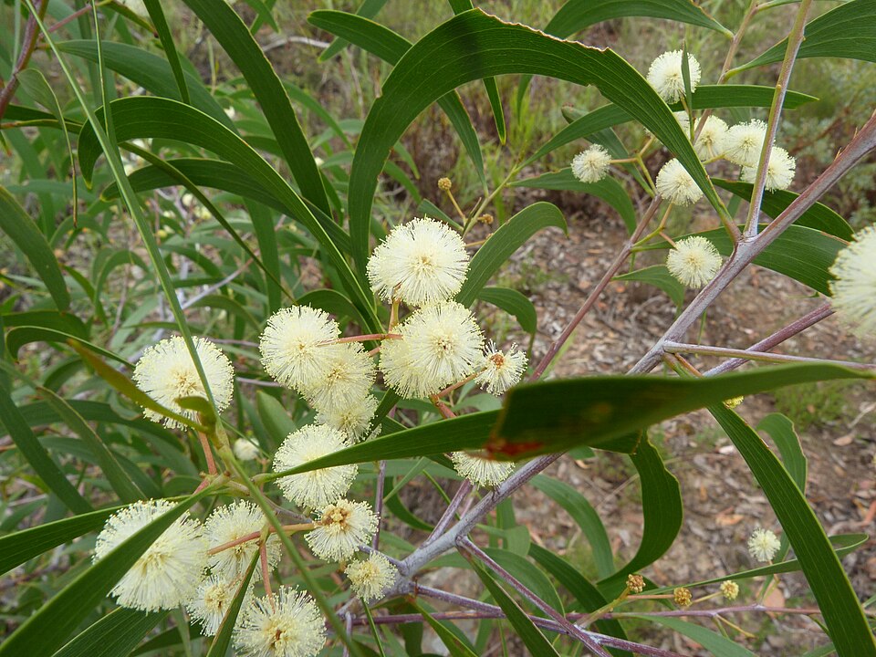 Acacia implexa (Lightwood) (alternate view 8)