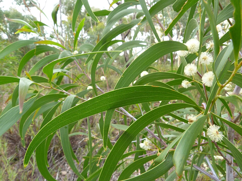 Acacia implexa (Lightwood) (alternate view 9)