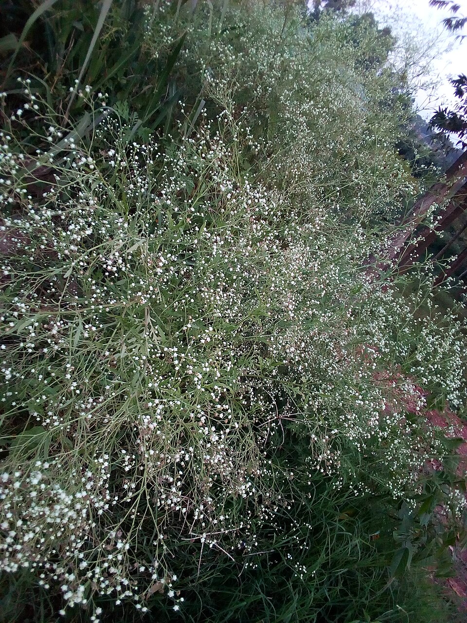 Parthenium (wild quinines)