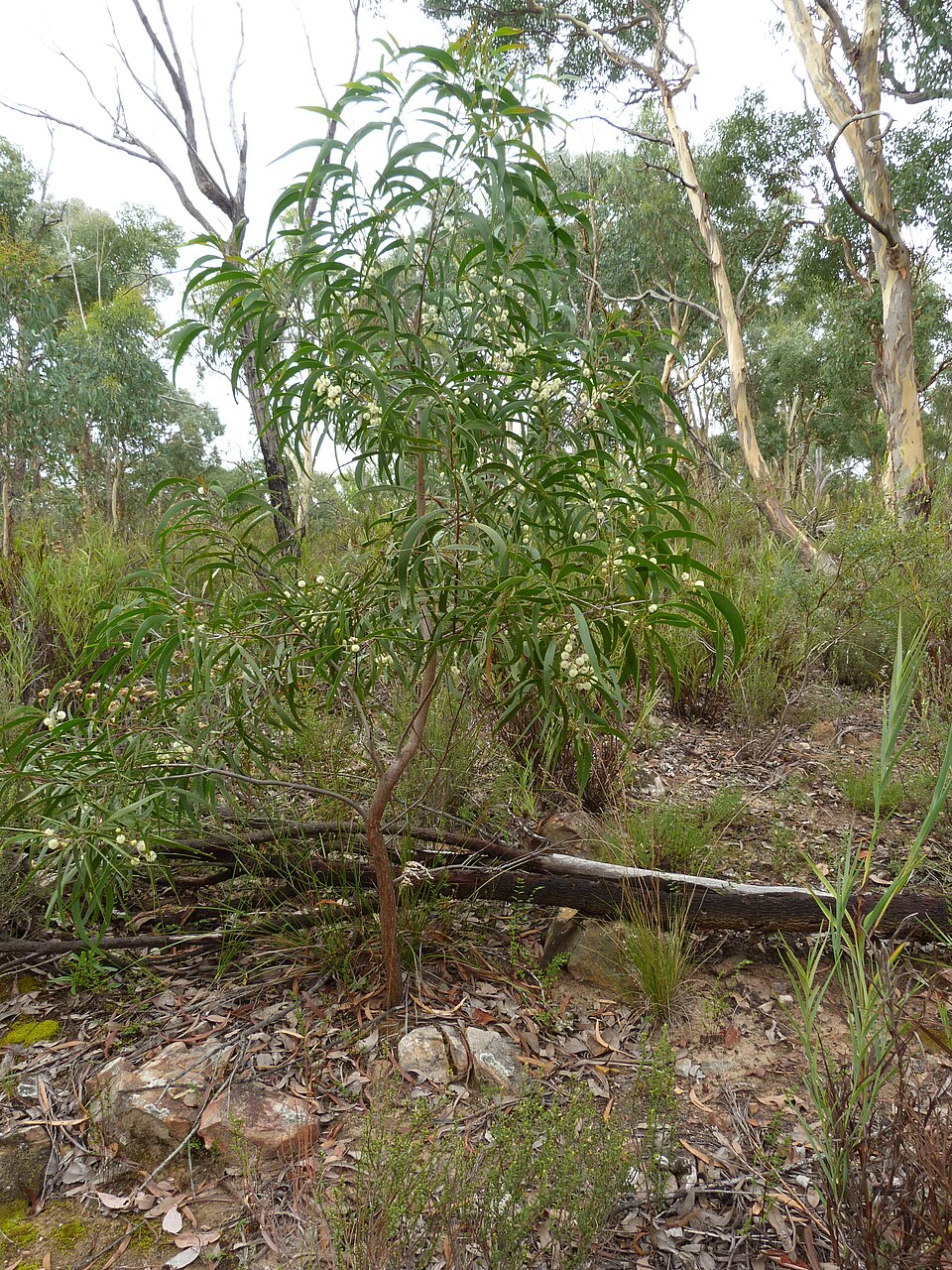 Acacia implexa (Lightwood) (alternate view 10)