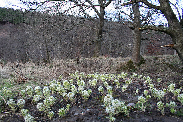 Petasites japonicus (fuki,butterburr)