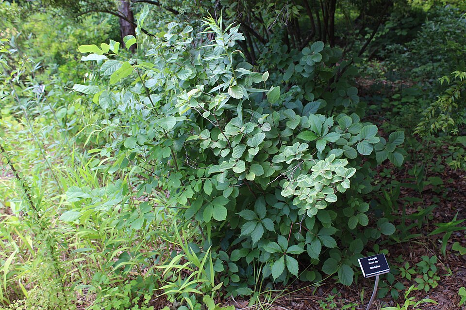 Fothergilla (witch-alders) (alternate view 4)