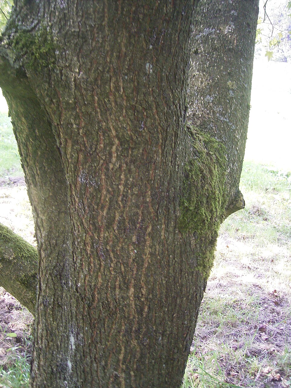 Acer pictum (Painted Maple) (alternate view 6)