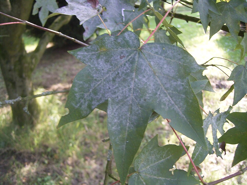 Acer pictum (Painted Maple) (alternate view 7)