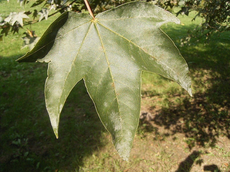 Acer pictum (Painted Maple) (alternate view 9)