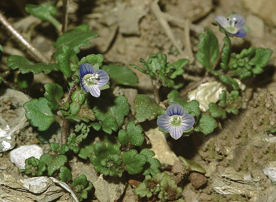 Veronica polita (Grey Field-speedwell) (alternate view 6)