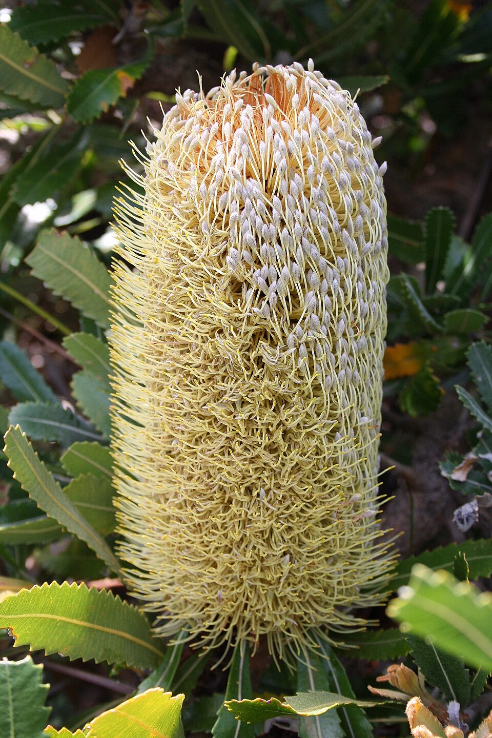 Banksia serrata (Old man banksia) (alternate view 4)