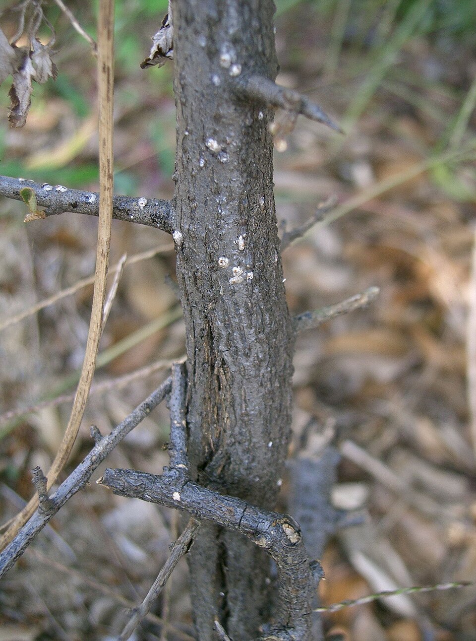Elaeagnus pungens (silverberry) (alternate view 8)