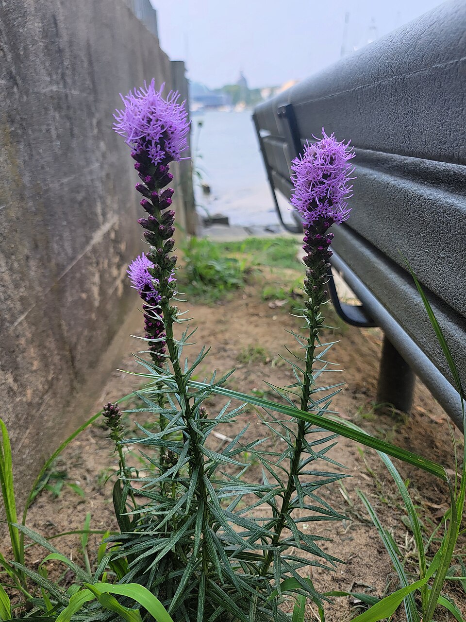 Liatris (blazing-stars) (alternate view 2)