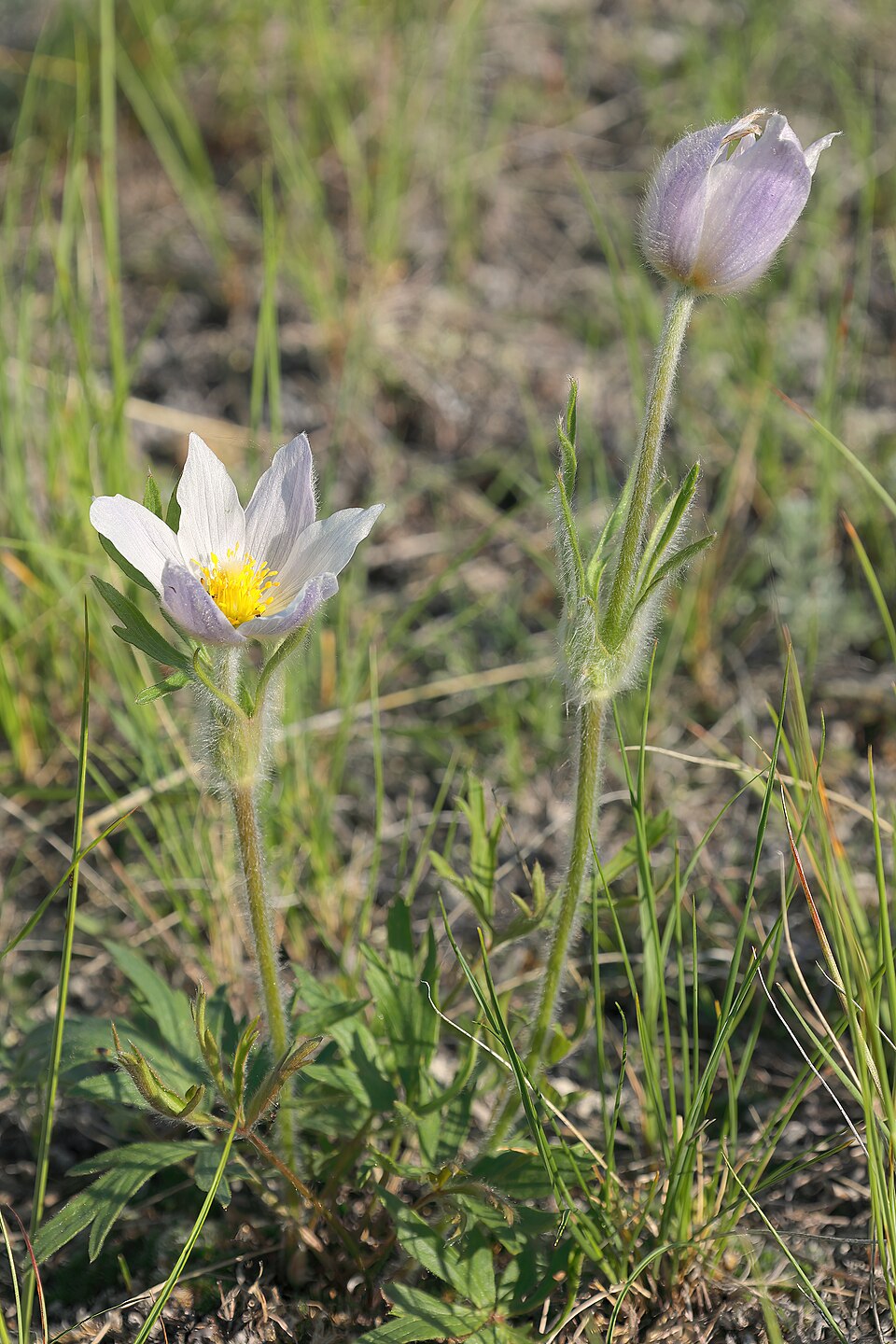 Pulsatilla nuttalliana (prairie pasqueflower)