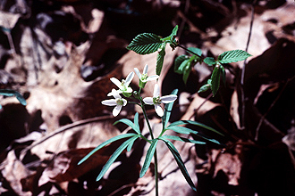 Cardamine concatenata (cut-leaved toothwort)