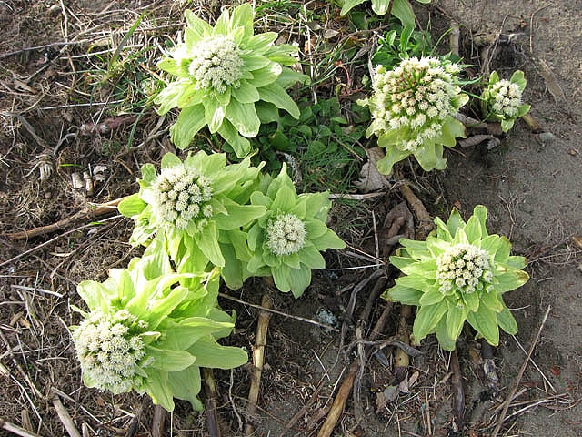 Petasites japonicus (fuki,butterburr)