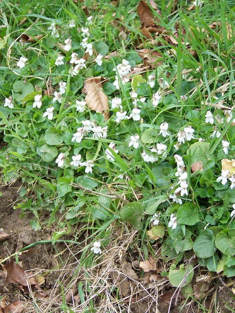 Viola riviniana (common dog-violet)