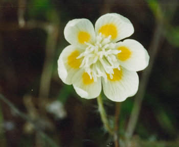 Platystemon californicus (creamcups)