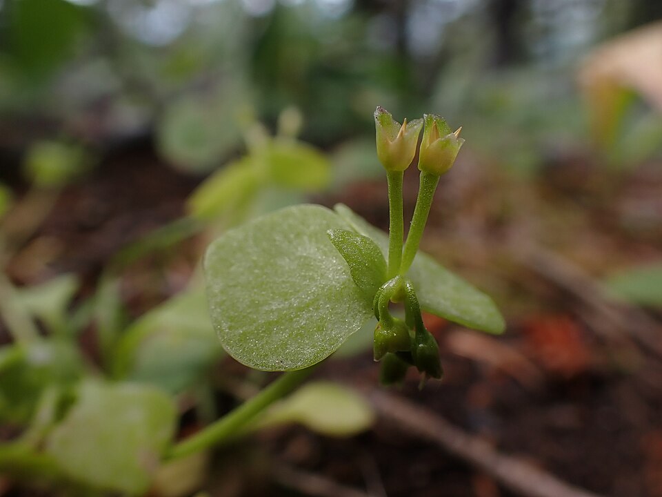 Claytonia rubra (Redstem Springbeauty) (alternate view 7)