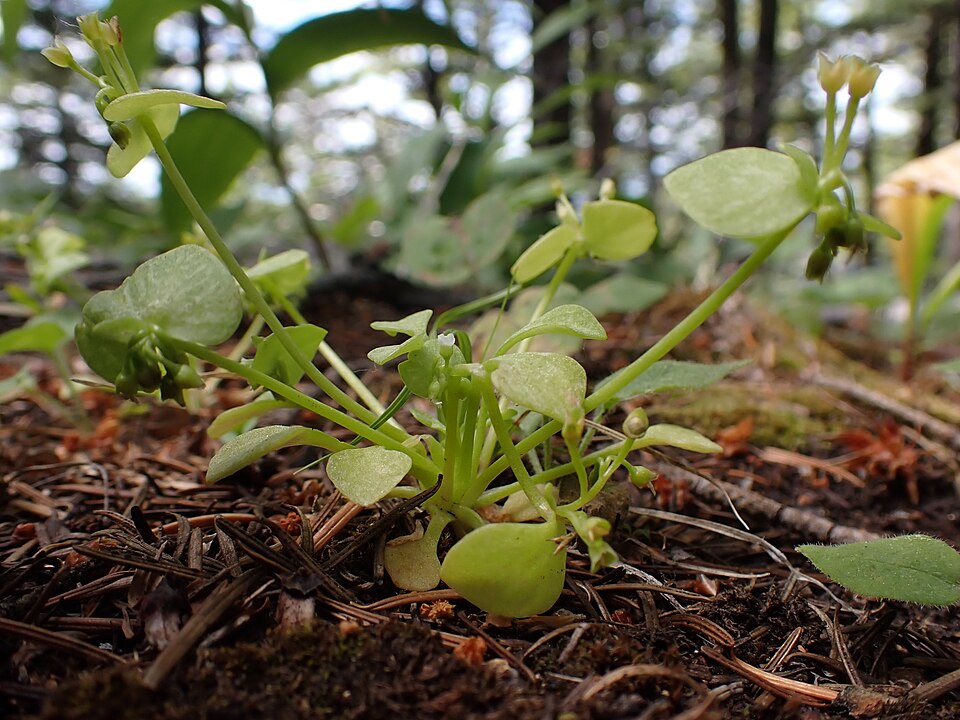 Claytonia rubra (Redstem Springbeauty) (alternate view 8)
