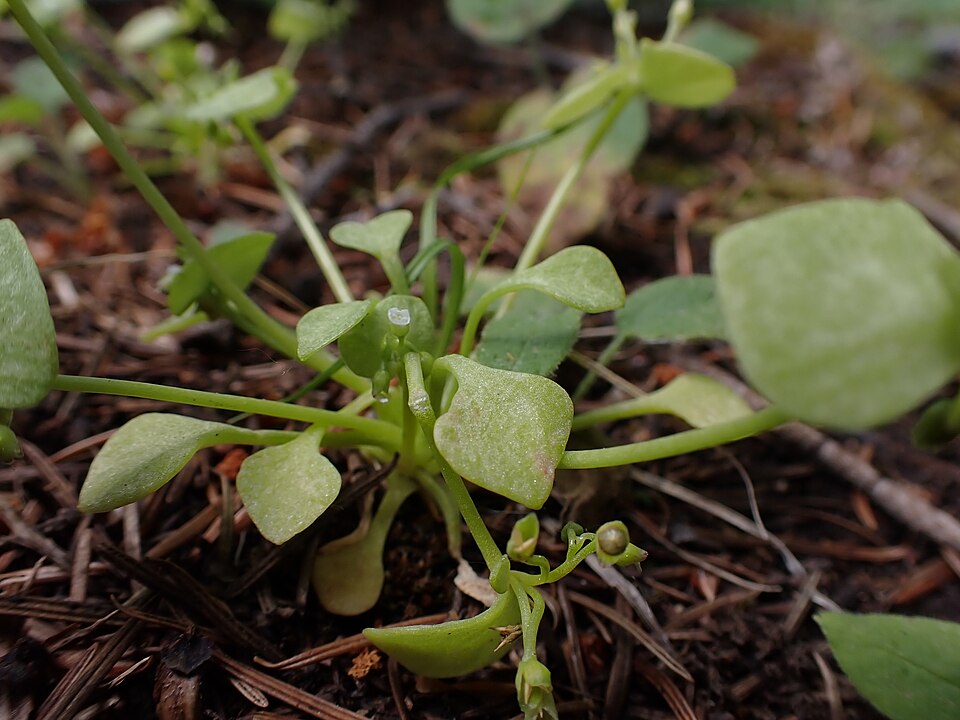 Claytonia rubra (Redstem Springbeauty) (alternate view 9)