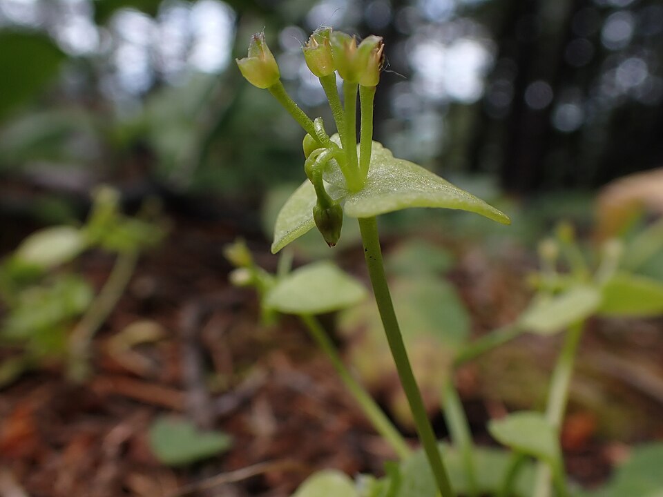 Claytonia rubra (Redstem Springbeauty) (alternate view 10)