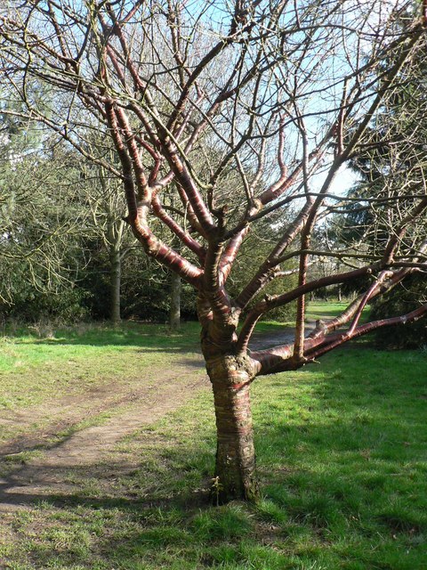 Prunus serrula, Tibetan cherry — spreading deciduous (Rosaceae) (image 8 of 10)