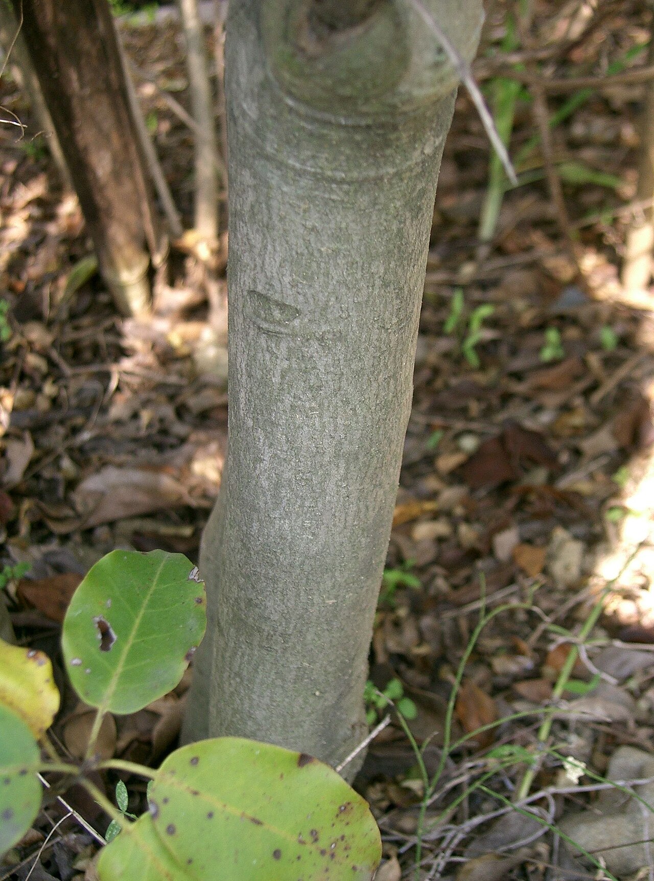 Ilex pedunculosa, Longstalk holly — upright evergreen (Aquifoliaceae) (image 3 of 10)